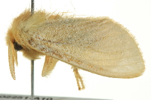  ( - BIOUG02251-A10)  @13 [ ] CreativeCommons - Attribution (2012) CBG Photography Group Centre for Biodiversity Genomics