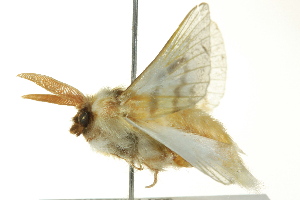  ( - BIOUG02251-D06)  @13 [ ] CreativeCommons - Attribution (2012) CBG Photography Group Centre for Biodiversity Genomics