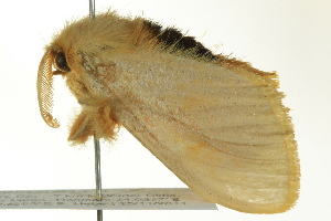  ( - BIOUG02251-F11)  @13 [ ] CreativeCommons - Attribution (2012) CBG Photography Group Centre for Biodiversity Genomics