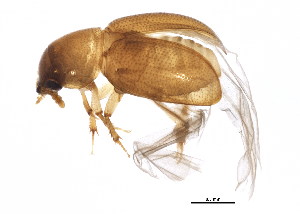  (Hydnobius laticeps - BIOUG01140-H03)  @13 [ ] CreativeCommons - Attribution (2012) CBG Photography Group Centre for Biodiversity Genomics