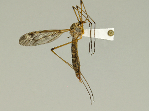  (Tipula coloradensis - 08PROBE-1365)  @14 [ ] Unspecified (default): All Rights Reserved  Unspecified Unspecified