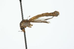  (Tipula pendulifera - HLC-17592)  @13 [ ] CreativeCommons - Attribution (2008) CBG Photography Group Centre for Biodiversity Genomics