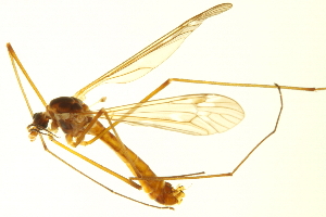  ( - PROBE08-TW003)  @13 [ ] CreativeCommons - Attribution (2010) CBG Photography Group Centre for Biodiversity Genomics