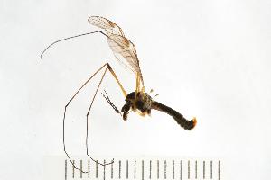 ( - 07PROBE-11103)  @13 [ ] CreativeCommons - Attribution (2008) CBG Photography Group Centre for Biodiversity Genomics