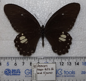  (Papilio castor - CAS01-02)  @11 [ ] Unspecified (default): All Rights Reserved (2019) Shaoji Hu Yunnan University