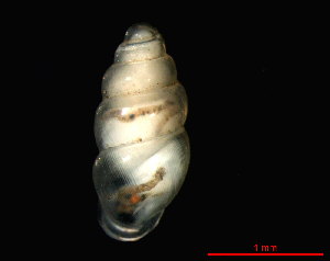  ( - 1634c_SUI_LesCollons)  @14 [ ] CreativeCommons - Attribution Non-Commercial Share-Alike (2011) Unspecified AG Phylogeny and Systematics, Goethe-University, Frankfurt a.M., Germany