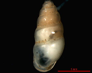  (Carychium tridentatum - 1790d_FRA_Trebes)  @14 [ ] CreativeCommons - Attribution Non-Commercial Share-Alike (2011) Unspecified AG Phylogeny and Systematics, Goethe-University, Frankfurt a.M., Germany