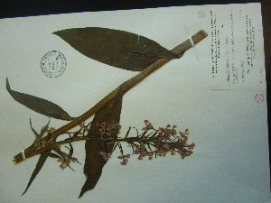  ( - MT00043361)  @11 [ ] CreativeCommons - Attribution Non-Commercial (2013) MT McGill University Herbarium