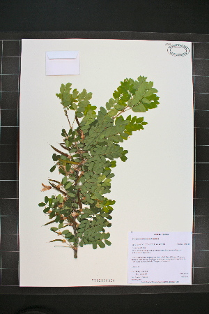  ( - MT00179539)  @11 [ ] CreativeCommons - Attribution Non-Commercial (2012) MT Herbier Marie-Victorin