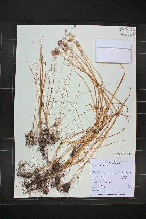  (Allium canadense - MT00179580)  @11 [ ] CreativeCommons - Attribution Non-Commercial (2012) MT Herbier Marie-Victorin