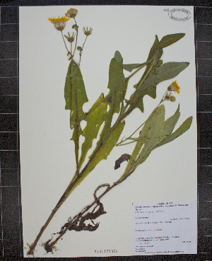  (Sonchus arvensis ssp uliginosus - MT00179826)  @11 [ ] CreativeCommons - Attribution Non-Commercial (2012) MT Herbier Marie-Victorin