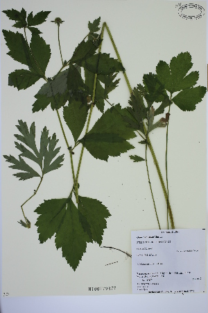  (Geum laciniatum - MT00179877)  @11 [ ] CreativeCommons - Attribution Non-Commercial (2012) MT Herbier Marie-Victorin