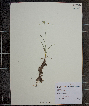  (Cyperus lupulinus ssp macilentus - MT00179940)  @11 [ ] CreativeCommons - Attribution Non-Commercial (2012) MT Herbier Marie-Victorin