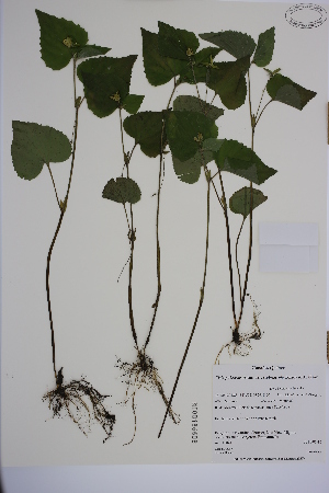  (Viola pubescens var. scabriuscula - MT00186608)  @11 [ ] CreativeCommons - Attribution Non-Commercial (2013) MT Herbier Marie-Victorin