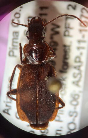  (Cymindis blandis - UAIC1022066)  @11 [ ] CreativeCommons - Attribution Non-Commercial Share-Alike (2018) Jennifer Katcher Pima Community College