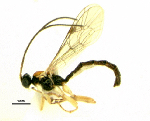  (Polysphincta sp - HL-114)  @12 [ ] Unspecified (default): All Rights Reserved  Pham T. N. Unspecified
