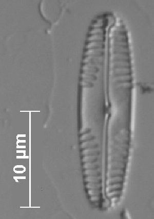  ( - MIC7_2)  @11 [ ] Copyright (2014) Pieter Vanormelingen Ghent University