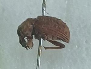  (Premnotrypes latithorax - NK2941)  @11 [ ] Copyright (2025) Natalia Kirichenko Sukachev institute of Forest SB RAS