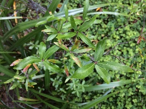  (Pittosporum pimeleoides pimeleoides - PITTS050)  @11 [ ] Copyright (2089) Chrissen EC Gemmill University fo Waikato