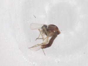  ( - CBG-B00166-F04)  @11 [ ] CreativeCommons - Attribution Share - Alike (2025) Centre for Biodiversity Genomics Centre for Biodiversity Genomics