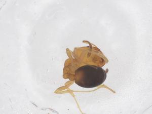  ( - CBG-B00167-D10)  @11 [ ] CreativeCommons - Attribution Share - Alike (2025) Centre for Biodiversity Genomics Centre for Biodiversity Genomics