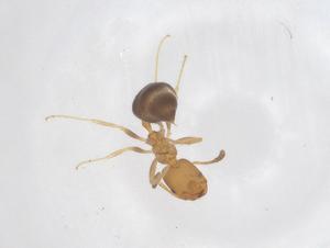  ( - CBG-B00169-E04)  @11 [ ] CreativeCommons - Attribution Share - Alike (2025) Centre for Biodiversity Genomics Centre for Biodiversity Genomics