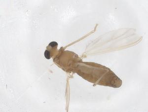  ( - CBG-B00169-G09)  @11 [ ] CreativeCommons - Attribution Share - Alike (2025) Centre for Biodiversity Genomics Centre for Biodiversity Genomics