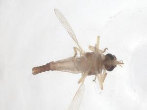  ( - CBG-B00169-H03)  @11 [ ] CreativeCommons - Attribution Share - Alike (2025) Centre for Biodiversity Genomics Centre for Biodiversity Genomics