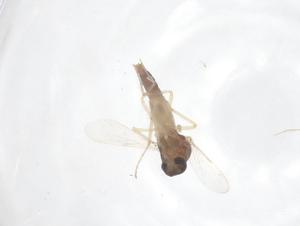  ( - CBG-B00169-H08)  @11 [ ] CreativeCommons - Attribution Share - Alike (2025) Centre for Biodiversity Genomics Centre for Biodiversity Genomics