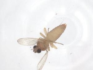  ( - CBG-B00169-H11)  @11 [ ] CreativeCommons - Attribution Share - Alike (2025) Centre for Biodiversity Genomics Centre for Biodiversity Genomics