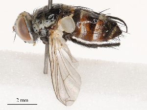  ( - CBG-B00174-B06)  @11 [ ] CreativeCommons - Attribution Share - Alike (2025) CBG Photography Group Centre for Biodiversity Genomics