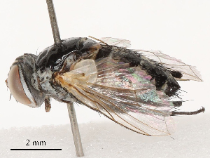  ( - CBG-B00174-B12)  @11 [ ] CreativeCommons - Attribution Share - Alike (2025) CBG Photography Group Centre for Biodiversity Genomics