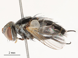  ( - CBG-B00174-C04)  @11 [ ] CreativeCommons - Attribution Share - Alike (2025) CBG Photography Group Centre for Biodiversity Genomics