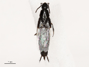  ( - CBG-B00176-A06)  @11 [ ] CreativeCommons - Attribution Share - Alike (2025) CBG Photography Group Centre for Biodiversity Genomics