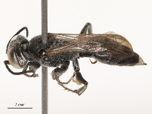  ( - CBG-B00176-C10)  @11 [ ] CreativeCommons - Attribution Share - Alike (2025) CBG Photography Group Centre for Biodiversity Genomics