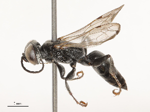  ( - CBG-B00176-E04)  @11 [ ] CreativeCommons - Attribution Share - Alike (2025) CBG Photography Group Centre for Biodiversity Genomics