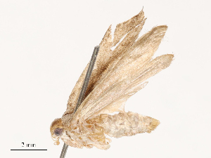  ( - CBG-B00176-F11)  @11 [ ] CreativeCommons - Attribution Share - Alike (2025) CBG Photography Group Centre for Biodiversity Genomics