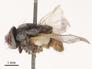  ( - CBG-B00176-H03)  @11 [ ] CreativeCommons - Attribution Share - Alike (2025) CBG Photography Group Centre for Biodiversity Genomics