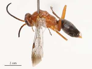  ( - CBG-B00176-H04)  @11 [ ] CreativeCommons - Attribution Share - Alike (2025) CBG Photography Group Centre for Biodiversity Genomics