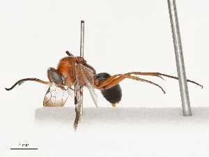  ( - CBG-B00180-A04)  @11 [ ] CreativeCommons - Attribution Share - Alike (2025) CBG Photography Group Centre for Biodiversity Genomics