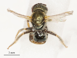  ( - CBG-B00180-D03)  @11 [ ] CreativeCommons - Attribution Share - Alike (2025) CBG Photography Group Centre for Biodiversity Genomics