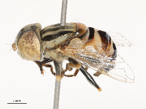  ( - CBG-B00180-E06)  @11 [ ] CreativeCommons - Attribution Share - Alike (2025) CBG Photography Group Centre for Biodiversity Genomics