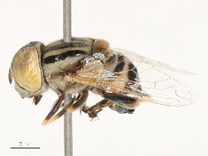  ( - CBG-B00180-E10)  @11 [ ] CreativeCommons - Attribution Share - Alike (2025) CBG Photography Group Centre for Biodiversity Genomics