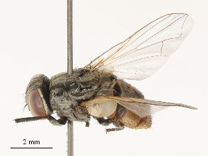  ( - CBG-B00180-G12)  @11 [ ] CreativeCommons - Attribution Share - Alike (2025) CBG Photography Group Centre for Biodiversity Genomics