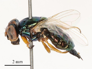  ( - CBG-B00180-H06)  @11 [ ] CreativeCommons - Attribution Share - Alike (2025) CBG Photography Group Centre for Biodiversity Genomics