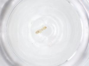  ( - CBG-B01067-H11)  @11 [ ] CreativeCommons - Attribution Share - Alike (2025) Centre for Biodiversity Genomics Centre for Biodiversity Genomics