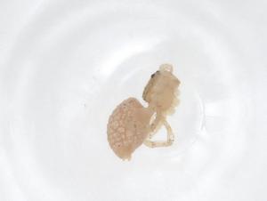  ( - CBG-B01926-G12)  @11 [ ] CreativeCommons - Attribution Share - Alike (2025) Centre for Biodiversity Genomics Centre for Biodiversity Genomics