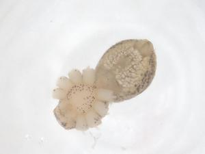  ( - CBG-B01929-H11)  @11 [ ] CreativeCommons - Attribution Share - Alike (2025) Centre for Biodiversity Genomics Centre for Biodiversity Genomics