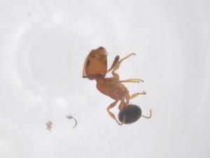  ( - CBG-B01932-A04)  @11 [ ] CreativeCommons - Attribution Share - Alike (2025) Centre for Biodiversity Genomics Centre for Biodiversity Genomics