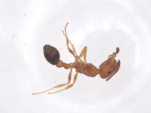  ( - CBG-B01932-H05)  @11 [ ] CreativeCommons - Attribution Share - Alike (2025) Centre for Biodiversity Genomics Centre for Biodiversity Genomics